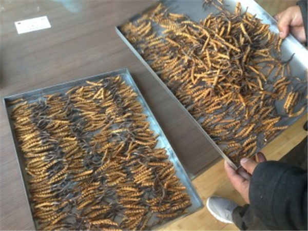 制藥凍干機(jī)的真空度對(duì)干燥效果有何影響？