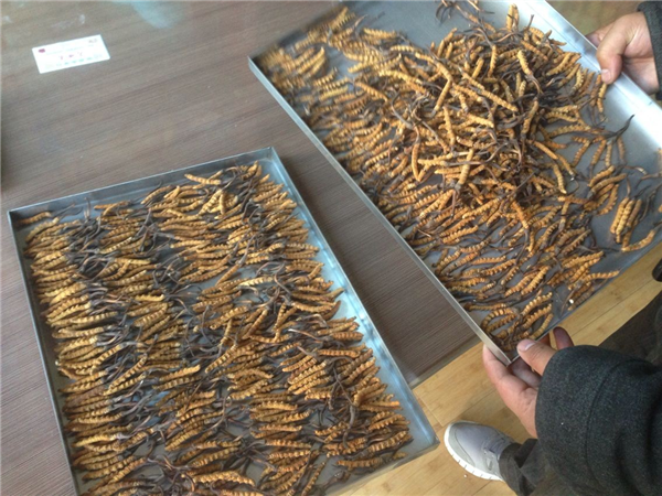 哪些因素會影響冷凍干燥機(jī)的制冷量？